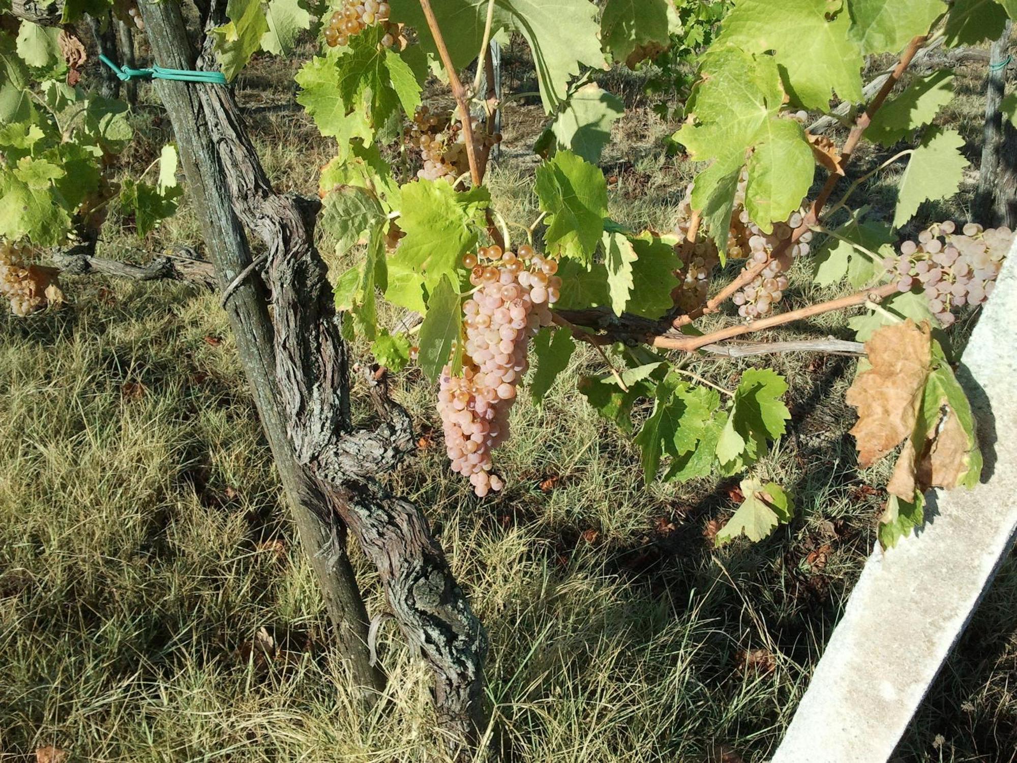 Agriturismo San Vito Crocemaroggia Екстериор снимка